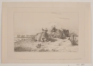 Vilande kor