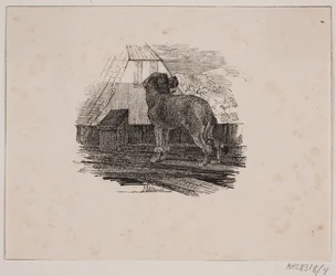 Pudelhunden
