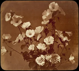 [Blomsterstudie, Sharonros]