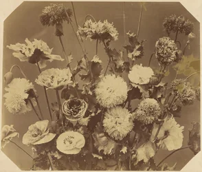[Blommor]