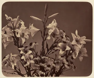 [Blommor]