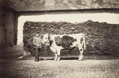 [Prize Bull]