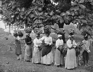 Bananbärare, Jamaica, c1905