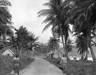 Coconut Grove, Port Antonio, Jamaica, c1905.