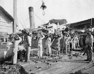Laddar bananer, Port Antonio, Jamaica, c1905.
