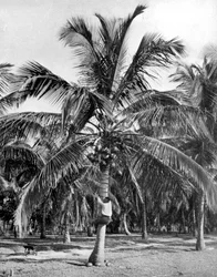 Plocka kokosnötter, Jamaica, c1905
