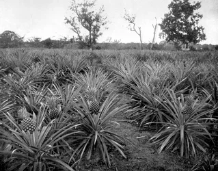 Ananaslund, Jamaica, c1905.