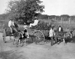 Trävagnar, Jamaica, c1905.