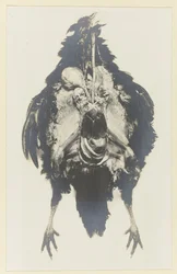 Anatomi av en kyckling Anatomy de la poule