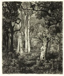 Old Oaks vid Bas Bréau