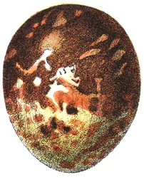 Ägg av en honungsvråk (Pernis apivorus), 1923
