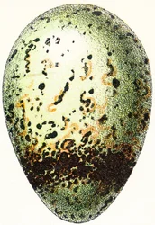 Gillgrissllossägg, 1923