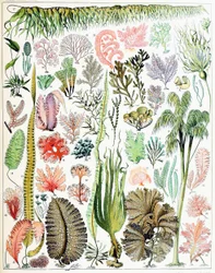 Illustration av alger och tång, ca 1923