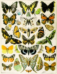 Illustration av fjärilar och malar c.1923 (litho)