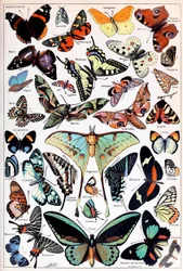 Illustration av fjärilar och malar c.1923