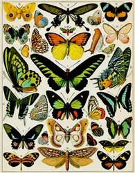 Illustration av fjärilar och malar, ca 1923