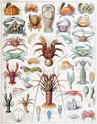 Illustration av kräftdjur c.1923