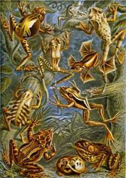 Illustration av grodor och paddor c.1909