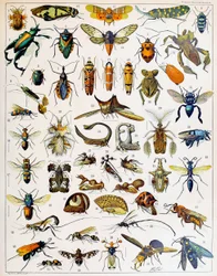 Illustration av insekter, cirka 1923