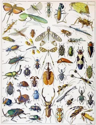 Illustration av insekter, cirka 1923