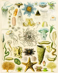Illustration av marina organismer c.1923