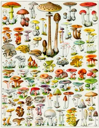 Illustration av svampar, ca 1923