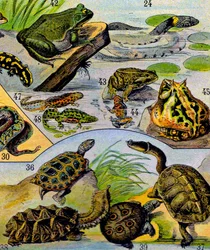 Illustration av reptiler och amfibier c.1923