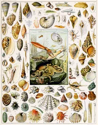 Illustration av snäckskal c.1923