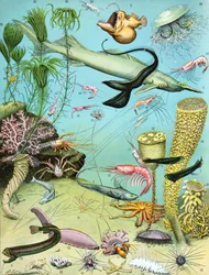 Illustration av ett djuphavsekosystem c.1923