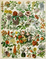 Illustration av blommande växter c.1923