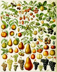 Illustration av frukt c.1923