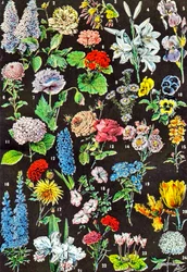 Illustration av trädgårdsblommor c.1923