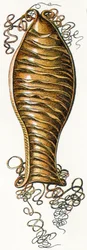 Ridged Egg fall av katthaj (Scyliorhinus), 1923