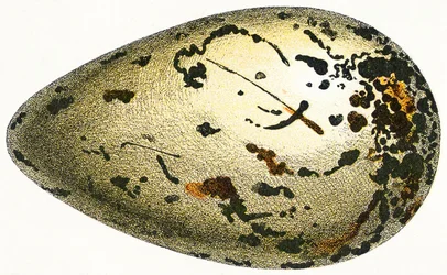 Ägget av en storfågel, 1923