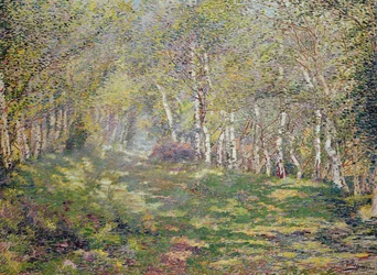 Silverbjörkar (olja på duk)