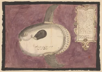 Havssolfisk (Mola mola)