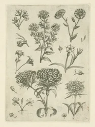 Söta William och andra blommor Florilegium (serietitel)