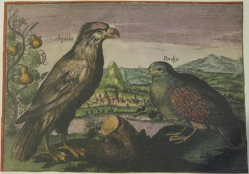 Örn och rapphöna, Iconotheca Valvasoriana