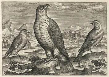 Hök och sparvar