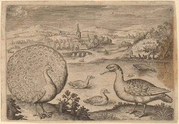Påfågel och gås