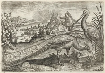 Påfågel och stork