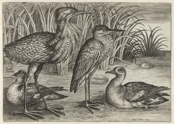 Sågand, rördrom, häger och kricka