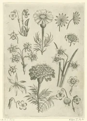 Olika blommor, violer och påskliljor Florilegium (serietitel)