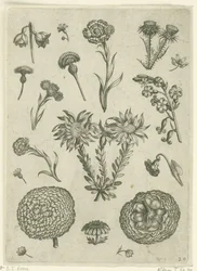 Olika blommor, inklusive krysantemum och tistel Florilegium (serietitel)