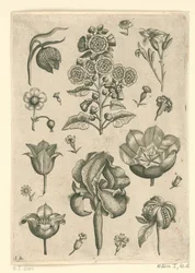 Olika blommor inklusive iris och viol Florilegium (serietitel)
