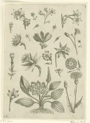 Olika blommor, inklusive trumpetpåskliljor Florilegium (serietitel)