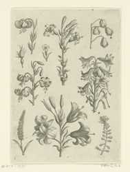 Fyra stora liljor och några mindre blommor Florilegium (serietitel)
