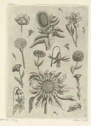 Solros och andra blommor. Florilegium (serietitel)
