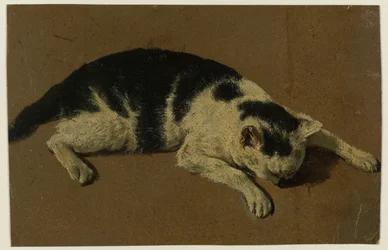 Katt liggande med huvudet mellan frambenen