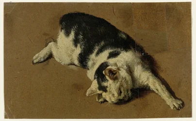 Katt liggande på sidan, vänster framben utsträckt